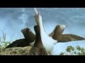 Best of Walk on the Wild Side - Love Birds - with Marvin Gaye
