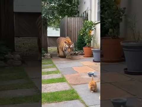 Created with AI：Brave Cat vs Ferocious Tiger 🐯 | Giant Orange Cat Fights to Save Two Kittens#cat