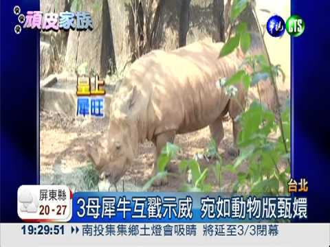 甄嬛動物版! 母犀牛爭寵打破頭