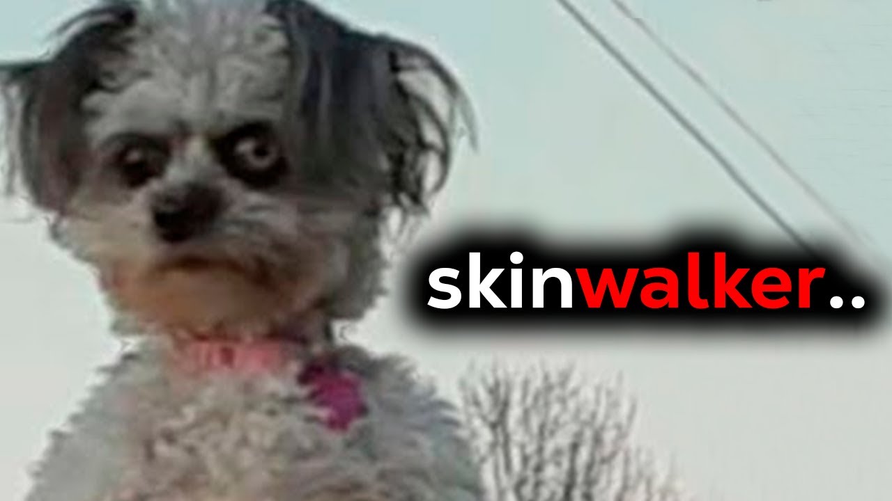 Animais Agindo Como Humanos