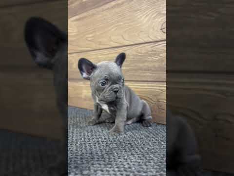 Video 3
