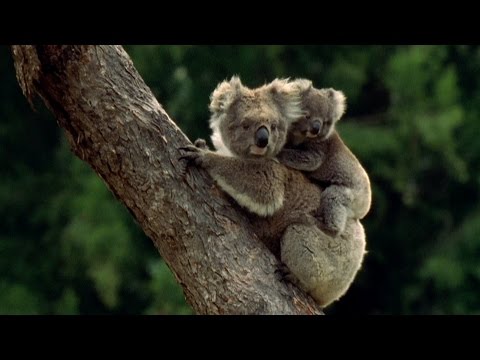 Baby Koala eats mother's poo - Animal Super Parents: Episode 1 Preview - BBC