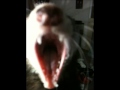 Lucy sings Tesla