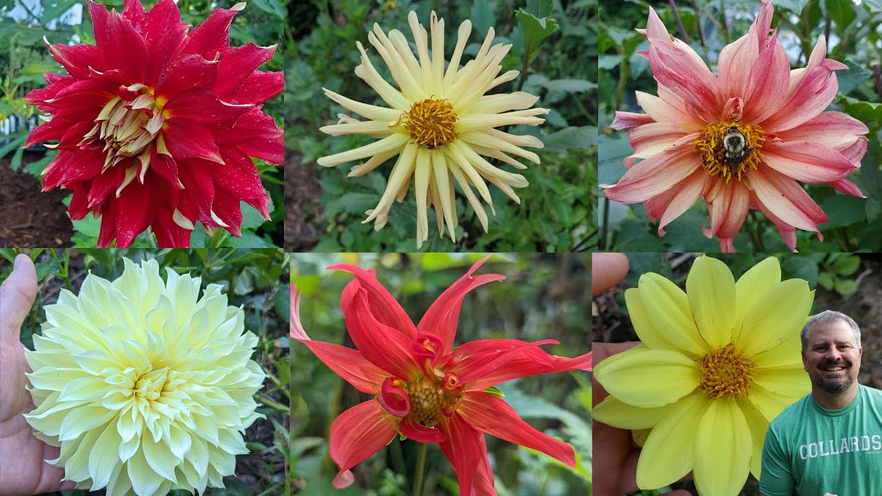 How to Transplant Dahlias