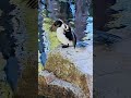 Beautiful birdie#🤩🥰