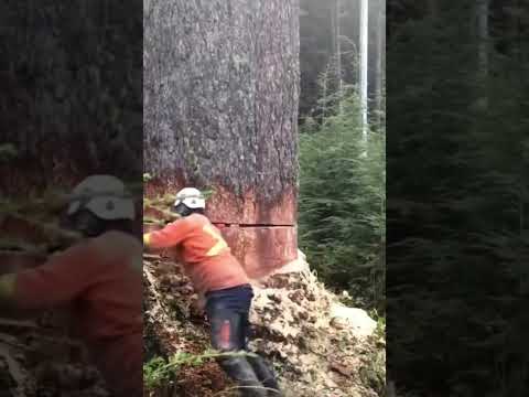 a clever idea to cutting down this HUGE tree 😱 #tree #short #shorts #shortvideo #shortsvideo #fypシ