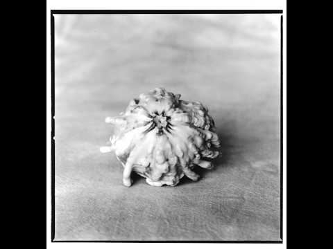 Using Extension Tubes For Photo Close-ups