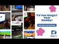 TV for DOGS? Yes! Really!