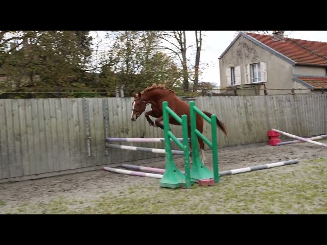 Castrone Sella Francese In vendita 2022 Sauro ,  chacco white