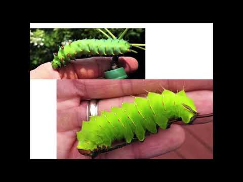 Pecha Kucha Night Dayton, Vol.32 - Jason Antonick