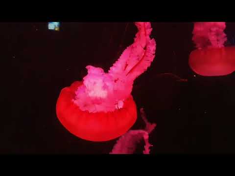 The Lost Chamber Aquarium, Aliyah 1st international tour 2022 #dubai #day3 @aliyahezrinfm7710