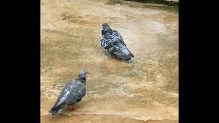 Birds enjoying Rain 🌧 #shorts #birds