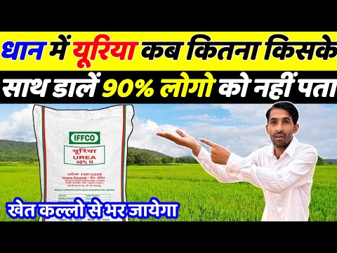 धन में कल्ले कैसे बाधाएँ / How to increase tillers in paddy
