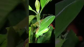 Download lagu Pernah liat belalang daun lagi bunyi? #shorts #leuser #belalang mp3 Download lagu Pernah liat belalang daun lagi bunyi? #shorts #leuser #belalang mp3