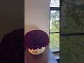 VENUS ET FLEUR STONE UNBOXING Venusetfleur Unboxing Luxuryflowers Flowers Asmr Asmrunboxing