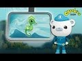 CBeebies Octonauts Seahorse Creature Report
