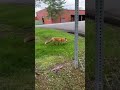Fox Swiper No Swiping Fox