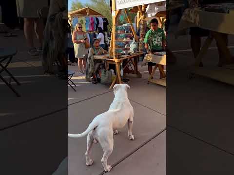 Cool dog strolls through the crowd