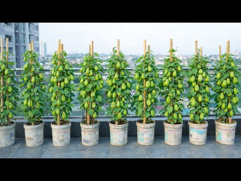 Grow Chayote on a Balcony? Here’s the Secret to Success!
