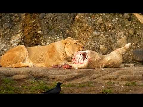 The Strongest LION PRIDE in Luangwa Valley - Nature of a God Documentary 2022 (Full HD 1080p)