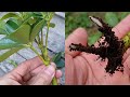 How to grow Schefflera plant from cuttings | Propagate the Schefflera plants | Umbrella Tree