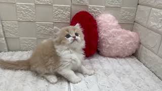 スコティッシュストレートの動画01