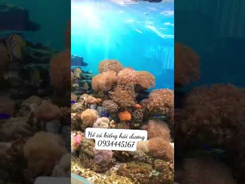 THI CÔNG LẮP ĐẶT HỒ CÁ BIỂN