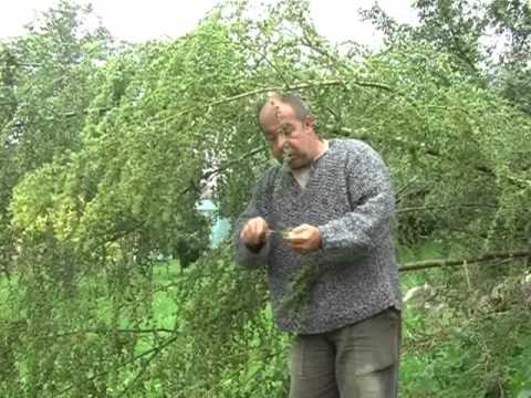 fűz visszérből visszér 2 3