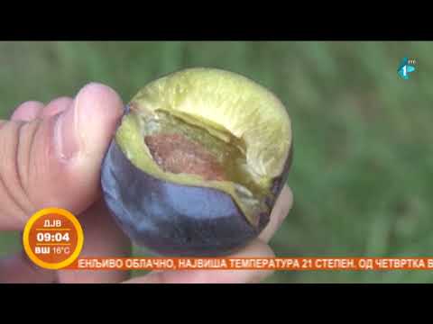 Slabiji rod šljive, kvalitet dobar