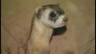 Black Footed Ferret