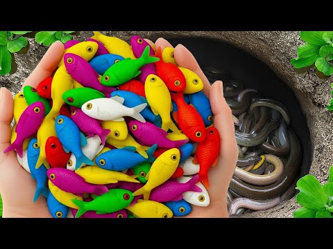 Catch Beautiful Aquarium Fish in Small Pond, Turtles, Eel, Pencilfish, Crayfish, Goldfish, Carp, Koi