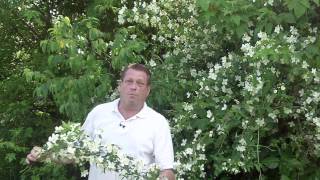 Growing Mock Orange in Your Yard