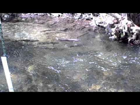 download lagu mp3 mp4 Trout Unlimited Idaho, download lagu Trout Unlimited Idaho gratis, unduh video klip Trout Unlimited Idaho