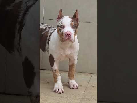 Colour full Dog ki video #pitbull #dogbreed #americanbully #pitbulldog #pitbulldogbreed #dog