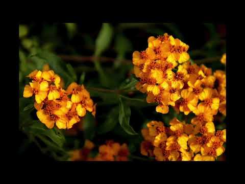 Wellmess, Blacktop Banks - Walking Dead (Punk)