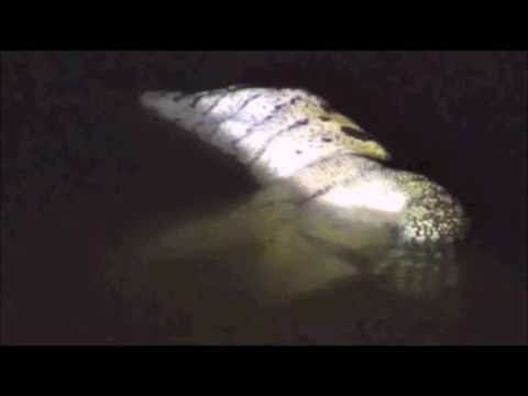 Pete's Pond : Floating Carcass who could it be a Monitor or Freddy   July 25, 2016