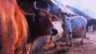 Morning in Santhal Village  