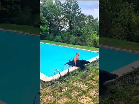 Когда дикий кабан решает поплавать — и отказывается выходить! 🐗😂 #ihirisniper