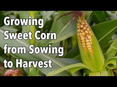 Growing Sweet Corn from Sowing to Harvest