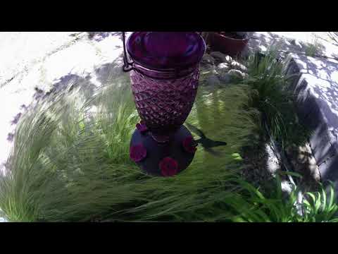 Broad Tailed Hummingbird at the Feeder