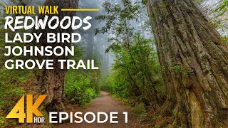 4K HDR Relaxing Walk in Foggy Redwoods - Hiking Lady Bird Johnson Grove Trail, California | Part 1