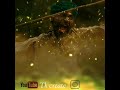 Asuran Mass Bgm