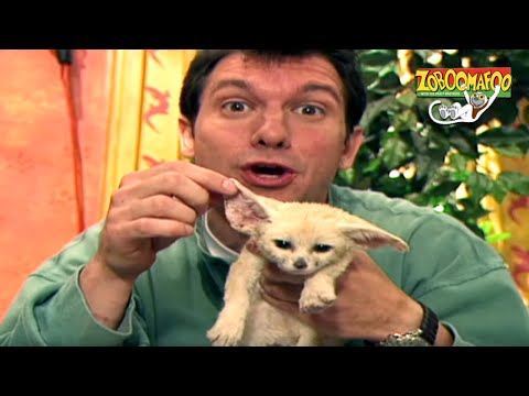 🐘 Zoboomafoo with the Kratt Brothers! HD | Full Episodes Compilation 🐘