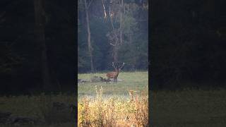 Voller Film jetzt auf YouTube - Jagdkrone!! 🦌 Jagd auf Rothirsch 🤠#jagd #rotwild