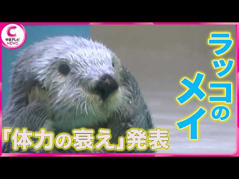 ラッコ 鳥羽水族館」のYahoo!リアルタイム検索 - X（旧Twitter）を