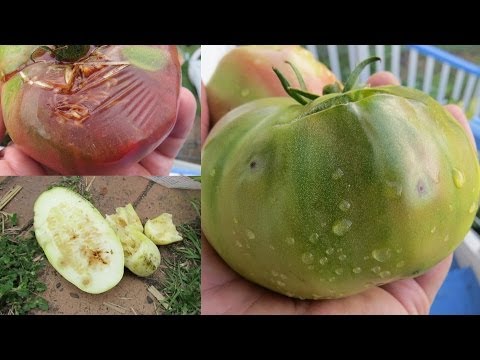 download lagu mp3 mp4 Spaghetti Squash Perth, download lagu Spaghetti Squash Perth gratis, unduh video klip Spaghetti Squash Perth