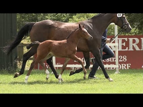 Stf v Goldberg x Dauphin