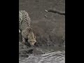 Nayak Nahi Khalnayak Hun Mein Song Crocodile Catches Cheetah
