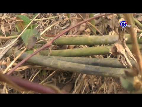 PIDGIN NEWS THURSDAY MARCH 17, 2022 - EQUINOXE TV