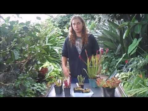 download lagu mp3 mp4 Growing Sarracenia Purpurea, download lagu Growing Sarracenia Purpurea gratis, unduh video klip Growing Sarracenia Purpurea